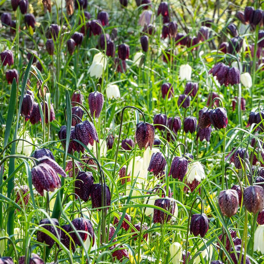 Snake's Head fritillary - 30 pcs. - Fritillaria 'meleagris' - Flower Bulbs