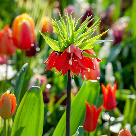 Snake's Head fritillary - 3 pcs. - Fritillaria rubra - Flower Bulbs - Orange