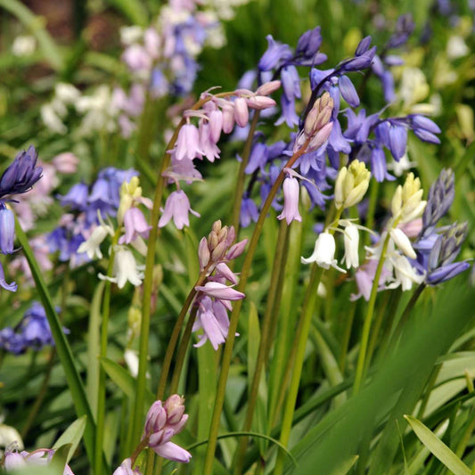 Hyacinth - 40 pcs. - Hyacinthoides Hispanica - Flower Bulbs