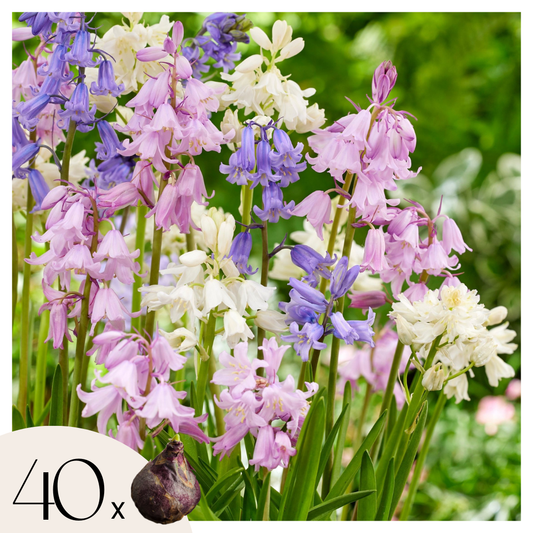 Hyacinth - 40 pcs. - Hyacinthoides Hispanica - Flower Bulbs