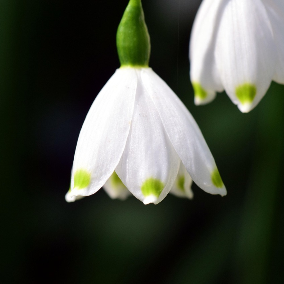 Summer Snowflake - 40 pcs. - Leucojum aestivum - Flower Bulbs - White