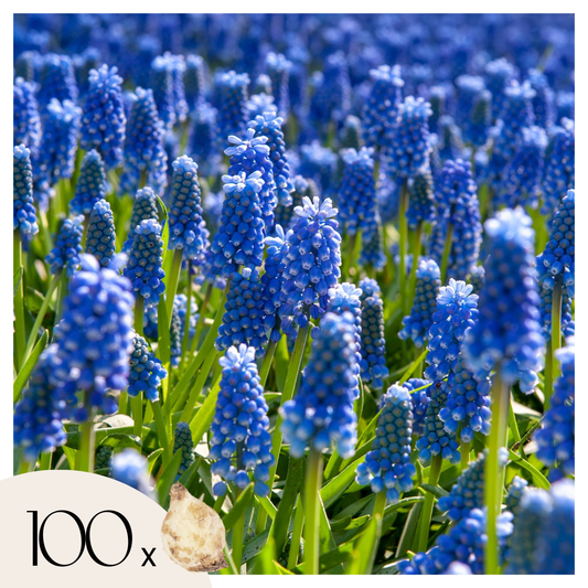 Grape hyacinths - 100 pcs. - Muscari armeniacum - Flower Bulbs - Blue