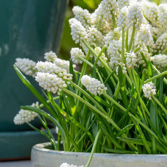 Grape hyacinths - 50 pcs. - Muscari 'White Magic' - Flower Bulbs - White