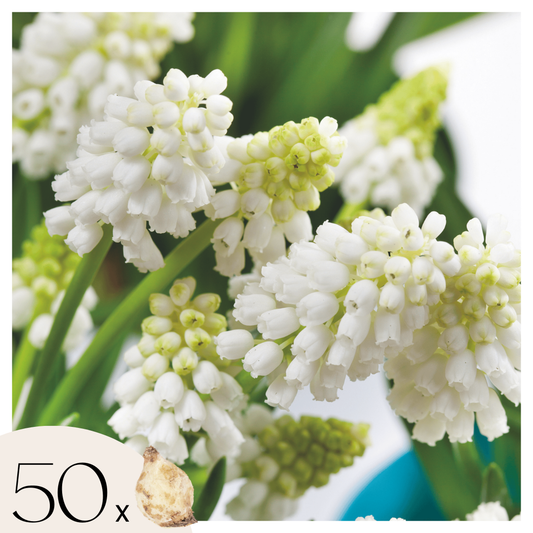 Grape hyacinths - 50 pcs. - Muscari 'White Magic' - Flower Bulbs - White