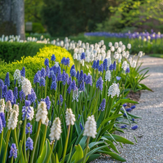 Grape hyacinths - 50 pcs. - Muscari 'Magic Mix' - Flower Bulbs