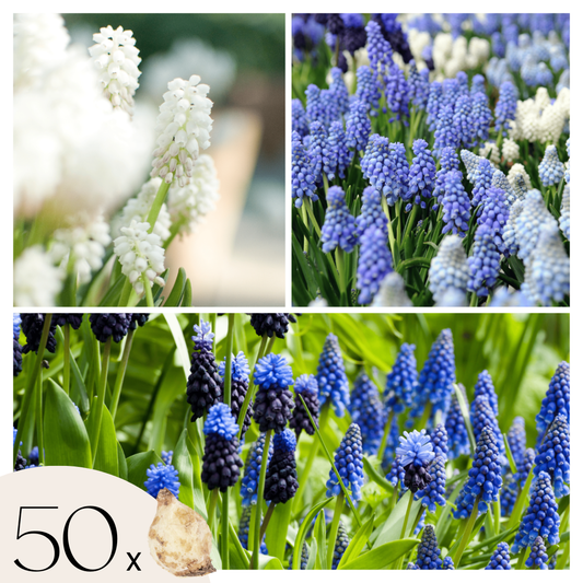 Grape hyacinths - 50 pcs. - Muscari 'Magic Mix' - Flower Bulbs
