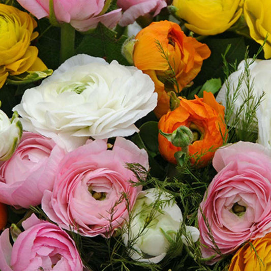 Buttercups - 80 pcs. - Ranunculus - Flower Bulbs