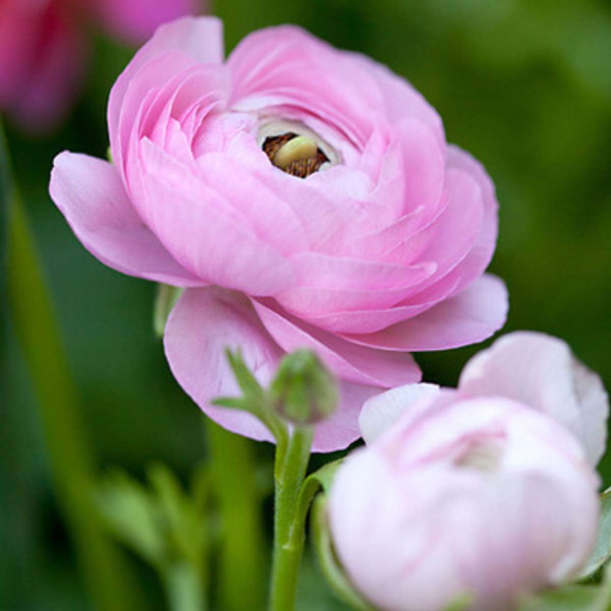 Buttercups - 80 pcs. - Ranunculus - Flower Bulbs
