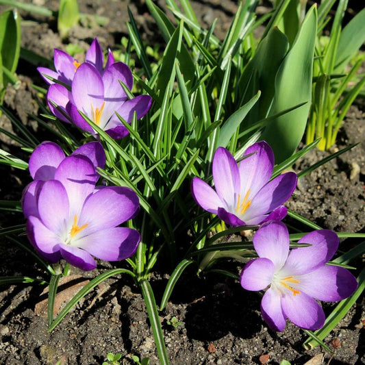 Crocus bulbs - 200 pcs. - Crocus 'Ruby Giant' - Flower Bulbs - Purple