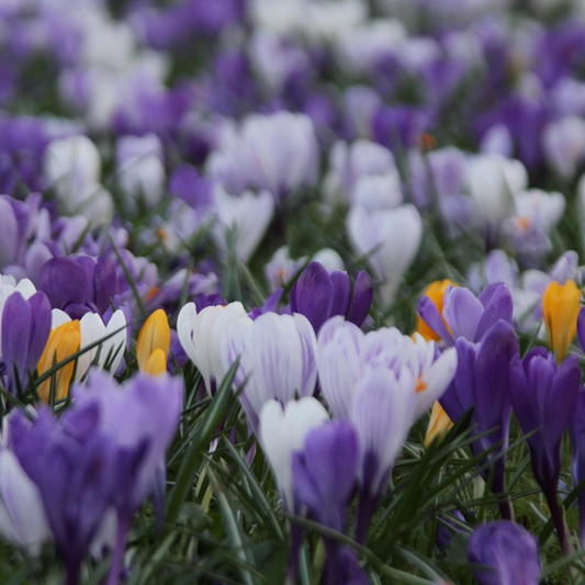 Crocus bulbs - 30 pcs. - Crocus 'Large Flowering Mix' - Flower Bulbs