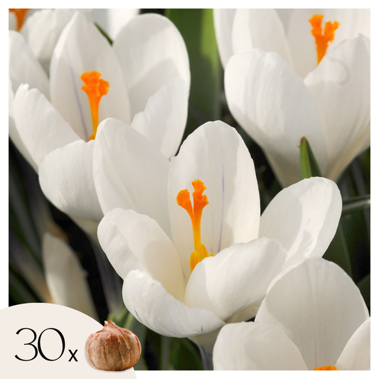 Crocus bulbs - 30 pcs. - Crocus 'White' - Flower Bulbs - White