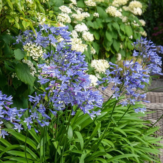African Lily - 6 pcs. - Agapanthus africanus - Root balls - Blue