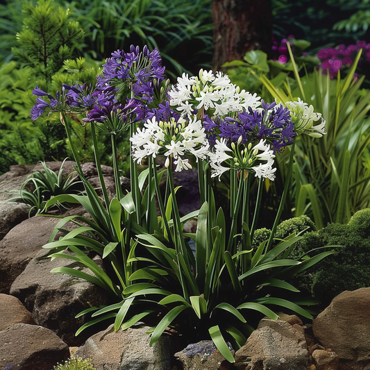 African Lily - 6 pcs. - Agapanthus 'africanus', 'orientalis' - Root balls