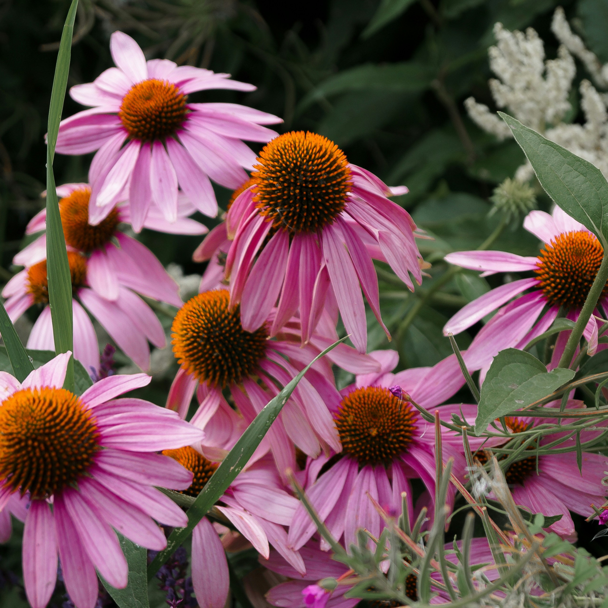 Coneflower - 6 pcs. - Echinacea Mix - Root balls