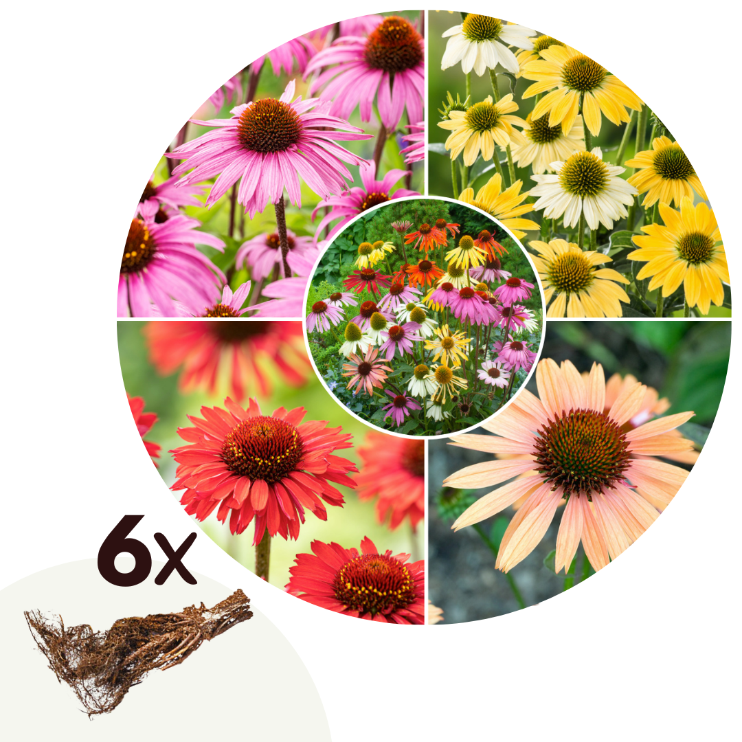 Coneflower - 6 pcs. - Echinacea Mix - Root balls