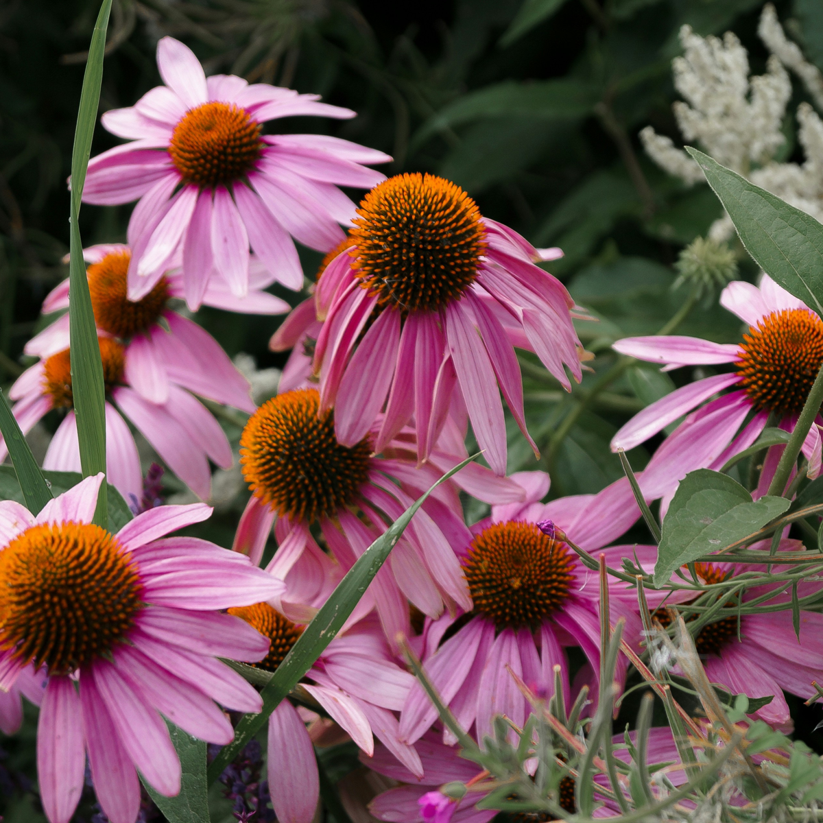 Coneflower - 10 pcs. - Echinacea purpurea - Root balls - Pink