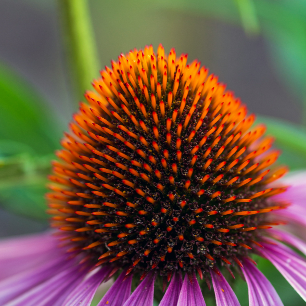 Coneflower - 10 pcs. - Echinacea purpurea - Root balls - Pink