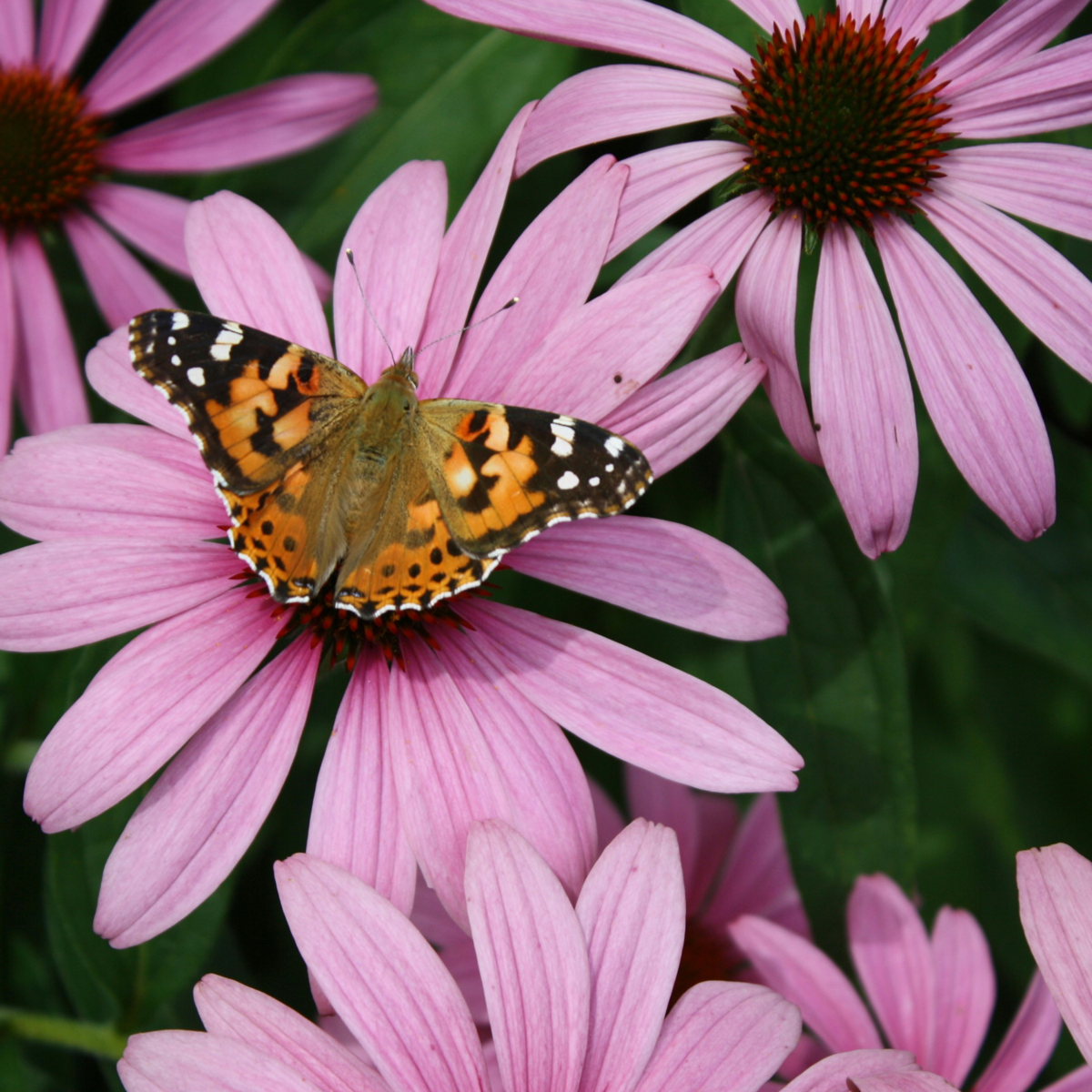 Coneflower - 10 pcs. - Echinacea purpurea - Root balls - Pink