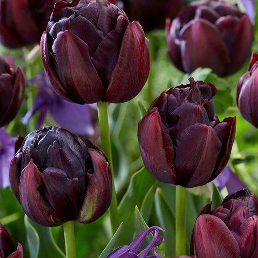 Tulip bulbs - 15 pcs. - Tulipa 'Black Hero' - Flower Bulbs