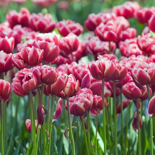 Tulip bulbs - 15 pcs. - Tulipa 'Drumline' - Flower Bulbs - Pink