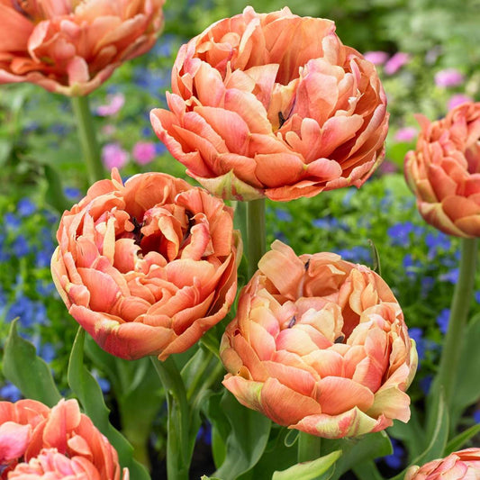 Tulip bulbs - 15 pcs. - Tulipa 'Copper Image' - Flower Bulbs