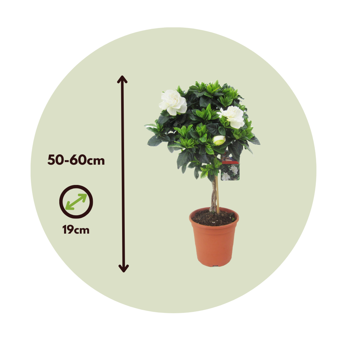 Cape Jasmine - Gardenia jasminoides - Height 50-60cm - ⌀19cm