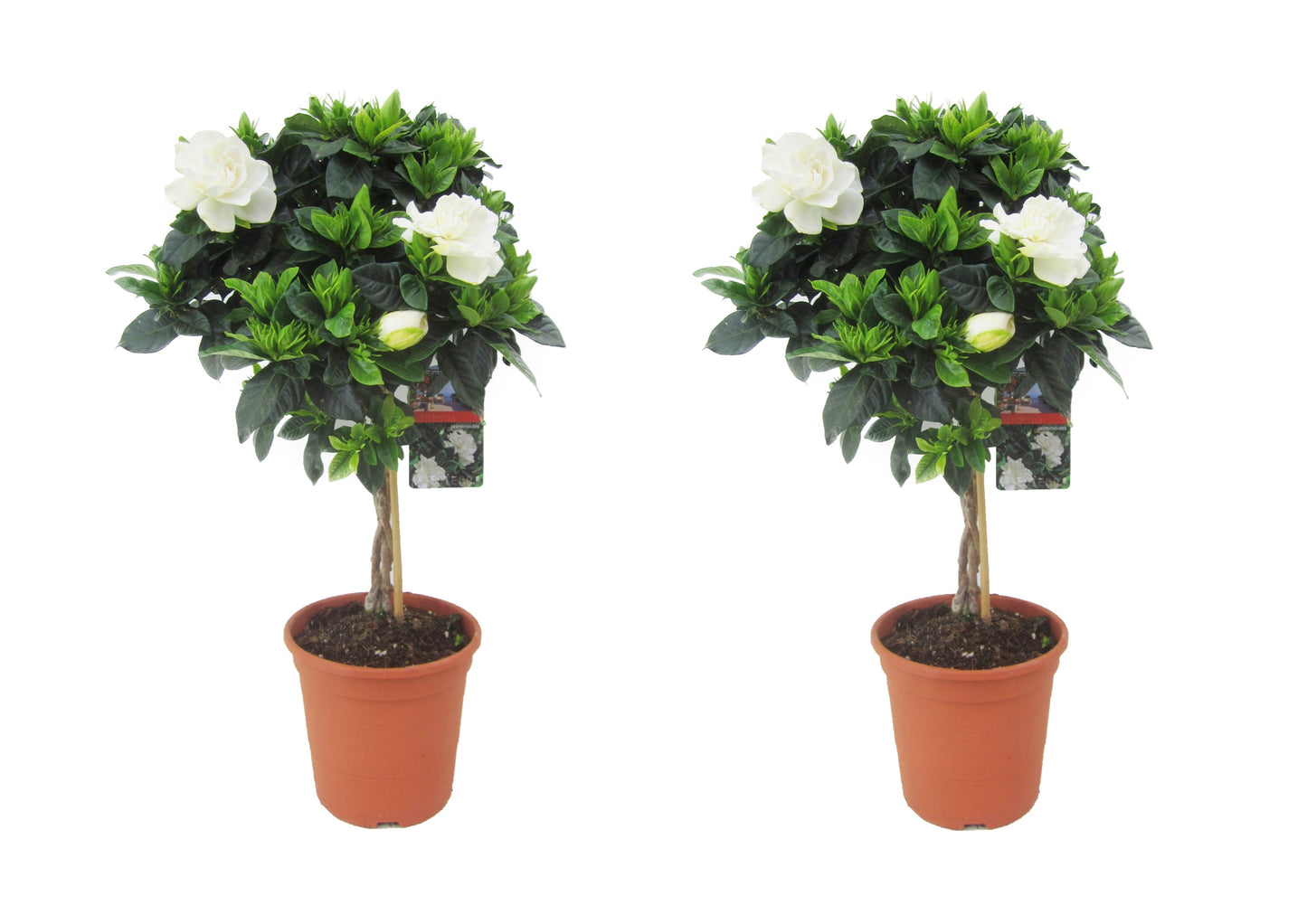 Cape Jasmine - 2 pcs. - Gardenia jasminoides - Height 50-60cm - ⌀19cm