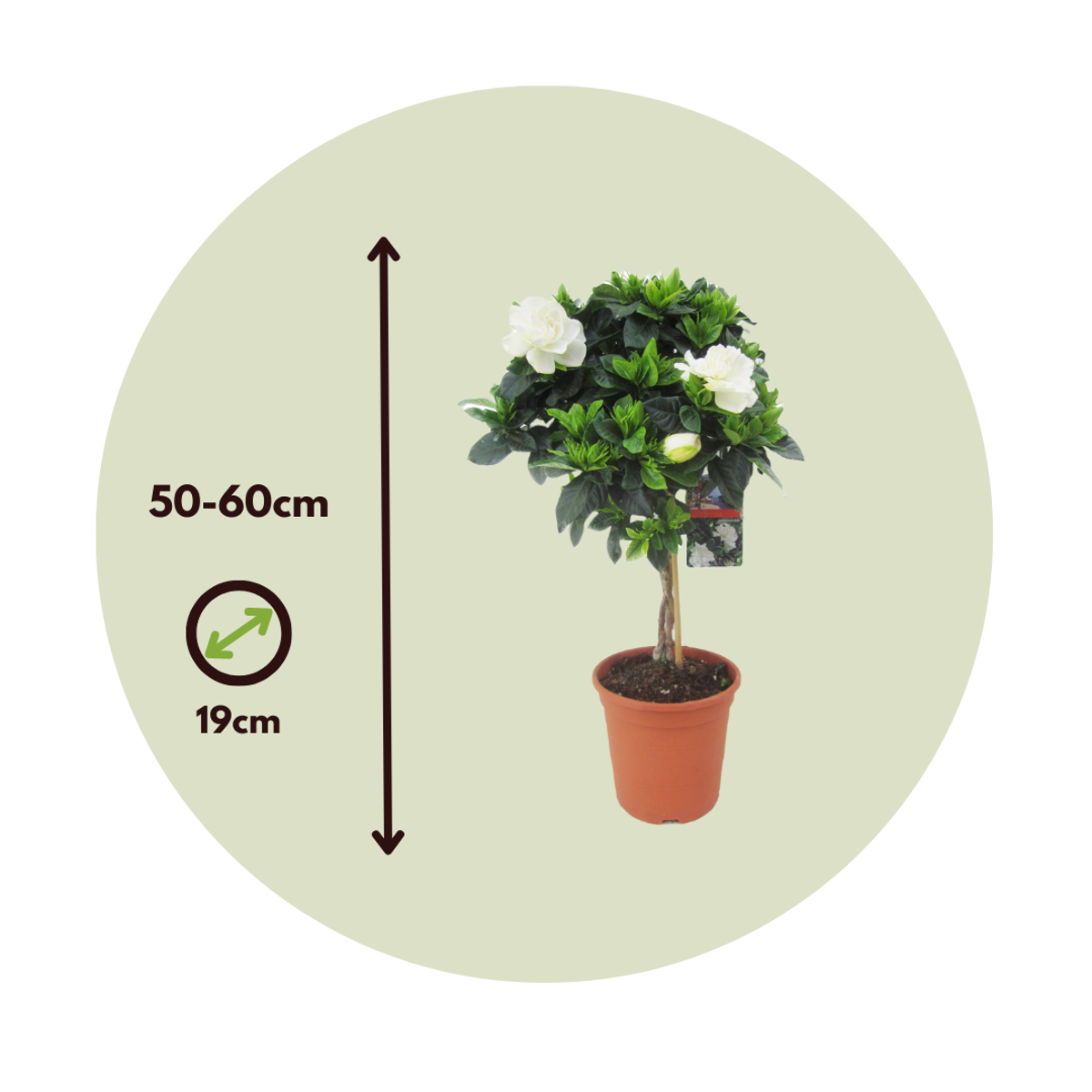 Cape Jasmine - 2 pcs. - Gardenia jasminoides - Height 50-60cm - ⌀19cm