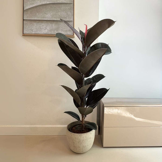 Rubber Plant - Ficus Elastica 'Abidjan' - Height 75-100cm - ⌀24cm