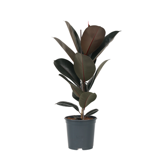 Rubber Plant - Ficus Elastica 'Abidjan' - Height 75-100cm - ⌀24cm