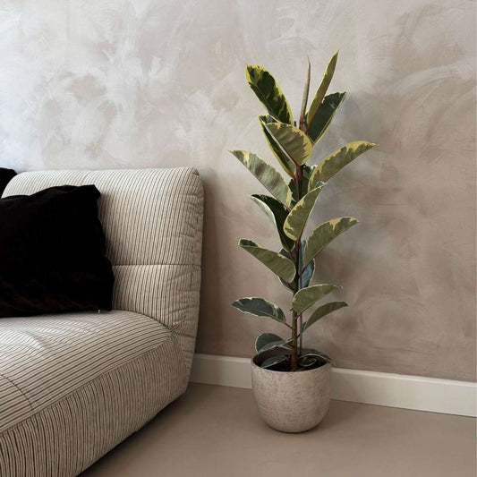 Rubber Plant - Ficus Elastica 'Tineke' - Height 75-100cm - ⌀24cm