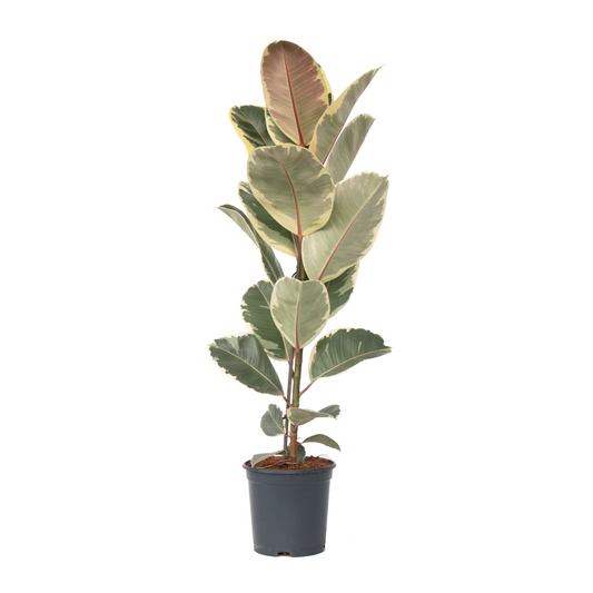 Rubber Plant - Ficus Elastica 'Tineke' - Height 75-100cm - ⌀24cm