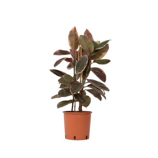 Rubber Plant - Ficus Elastica 'Belize' - Height 75-100cm - ⌀24cm