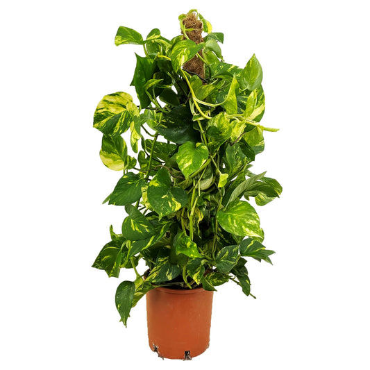 Golden Pothos - Epipremnum Scindapsus 'Aureum' - Height 80-90cm - ⌀21cm