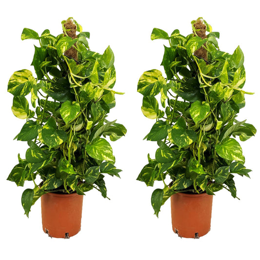 Golden Pothos - 2 pcs. - Epipremnum Scindapsus 'Aureum' - Height 80-90cm - ⌀21cm
