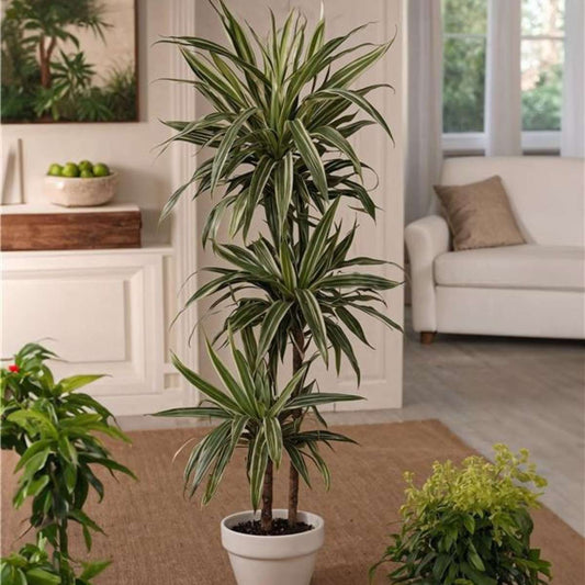 Dragon Tree - Dracaena Deremensis 'Warneckei' - Height 60-70cm - ⌀17cm