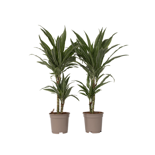 Dragon Tree - 2 pcs. - Dracaena Deremensis 'Warneckei' - Height 60-70cm - ⌀17cm