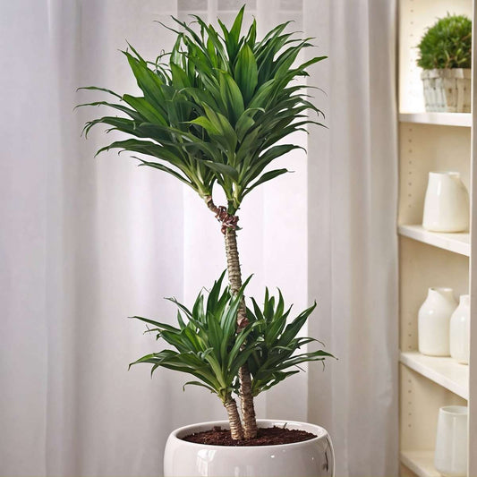 Dragon Tree - Dracaena surculosa - Height 50-65cm - ⌀17cm