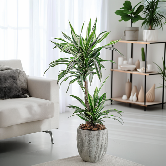 Dragon Tree - 2 pcs. - Dracaena deremensis 'White Stripe' - H60-70cm - ⌀17cm