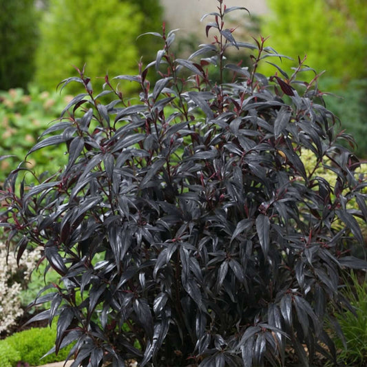 Bird of Paradise - 2 pcs. - Strobilanthes ‘Brunetthy’ - Height 25-40cm - ⌀17cm
