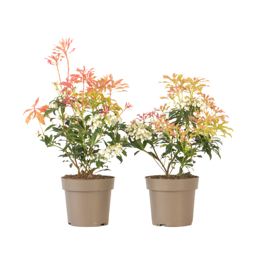 Japanese andromeda - 2 pcs. - Pieris 'Forest Flame' - Height 25-40cm - ⌀17cm