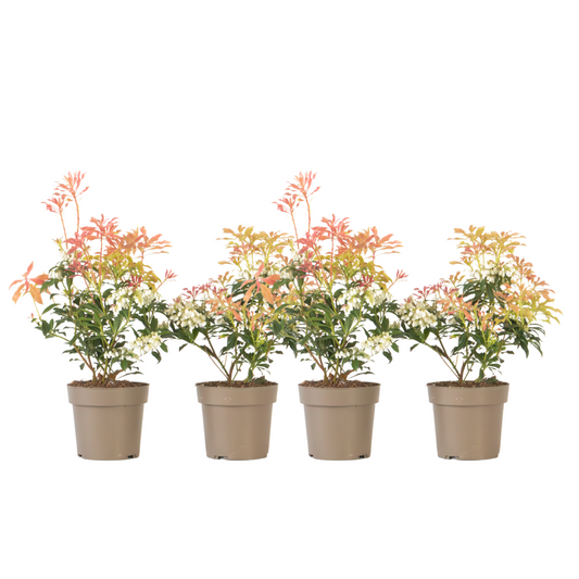 Japanese andromeda - 4 pcs. - Pieris 'Forest Flame' - Height 25-40cm - ⌀17cm