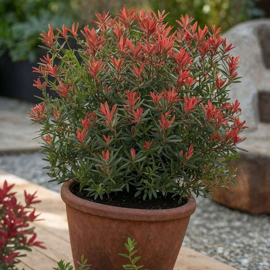 Japanese Andromeda - 2 pcs. - Pieris japonica 'Little Heath' - H25-40cm - ⌀17cm