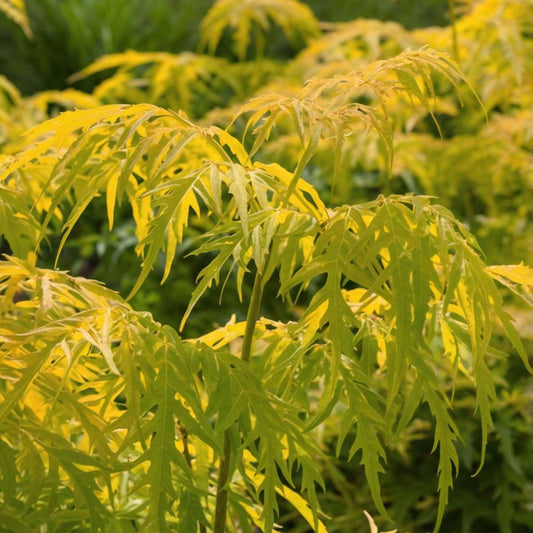 Elder - 2 pcs. - Sambucus nigra 'Aurea' - Height 25-40cm - ⌀17cm