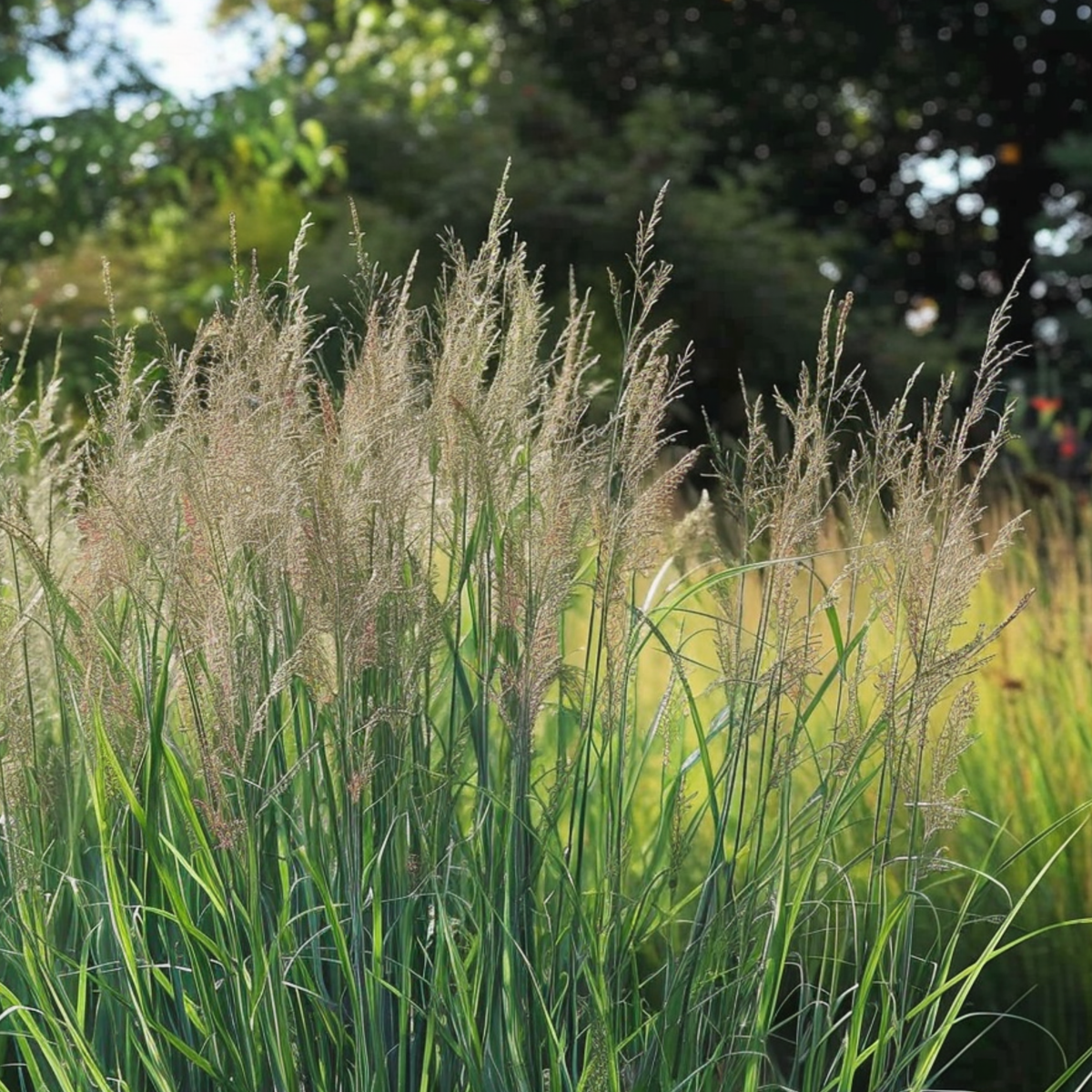 Switch grass - 2 pcs. - Panicum virgatum 'Northwind' - Height 40-60cm - ⌀23cm