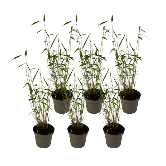 Blue Stem Bamboo - 18 pcs. - Fargesia papyrifera 'Blue Dragon - H30-40cm - ⌀13cm