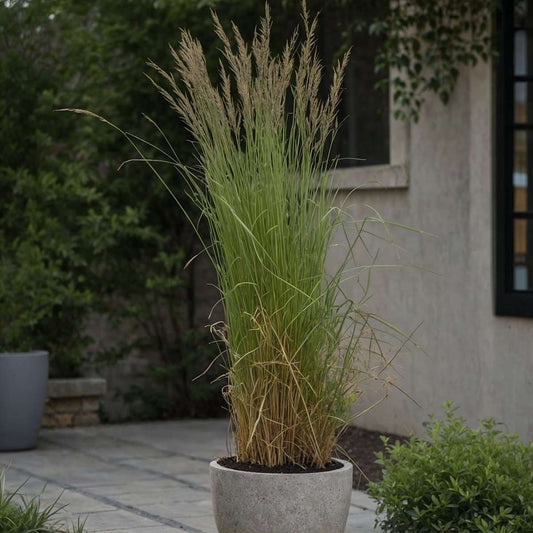 Feather Reed Grass - Calamagrostis acutiflora 'Overdam' - H20-30cm - ⌀23cm