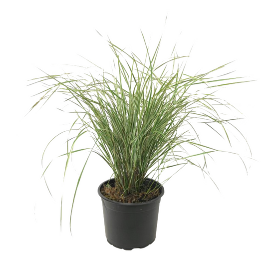 Feather Reed Grass - Calamagrostis acutiflora 'Overdam' - H20-30cm - ⌀23cm