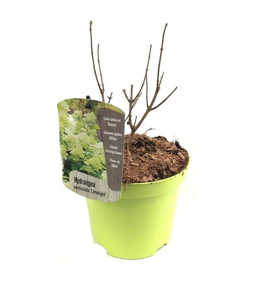 Hortensia - Hydrangea paniculata 'Limelight' - Height 25-40cm - ⌀19cm