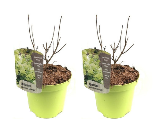 Hortensia - 2 pcs. - Hydrangae paniculata 'Limelight' - Height 25-40cm - ⌀19cm